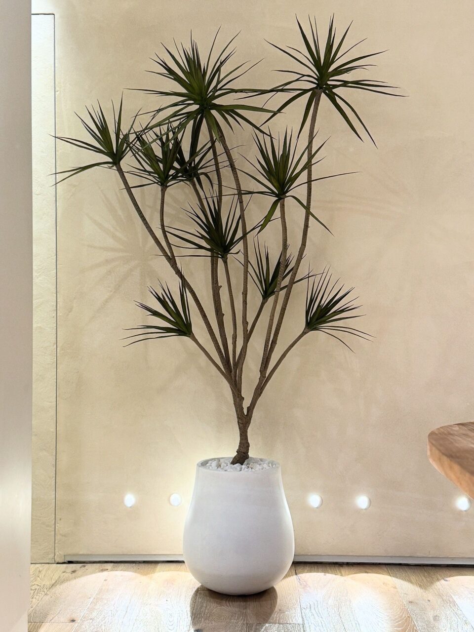 NOVO | דרצנה מלאכותית ענקית