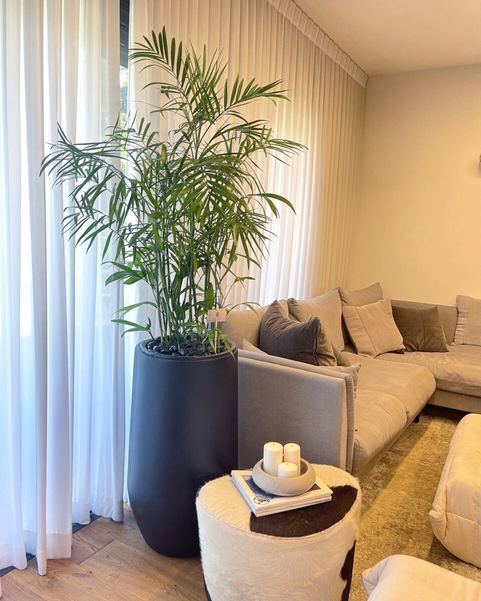 כד בטון 80 סמ SENSE בשילוב דקל שיפריצי טבעי