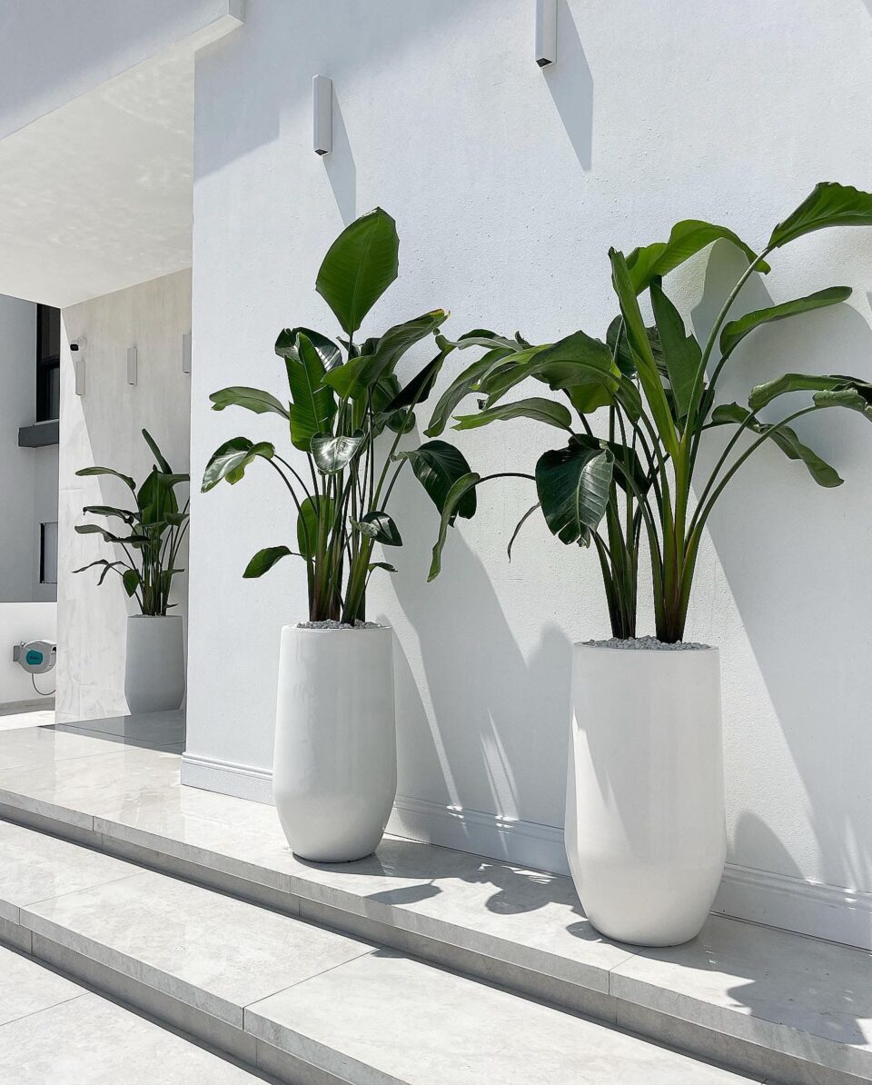 SENSE 80 | ציפור גן עדן טבעית ענקית