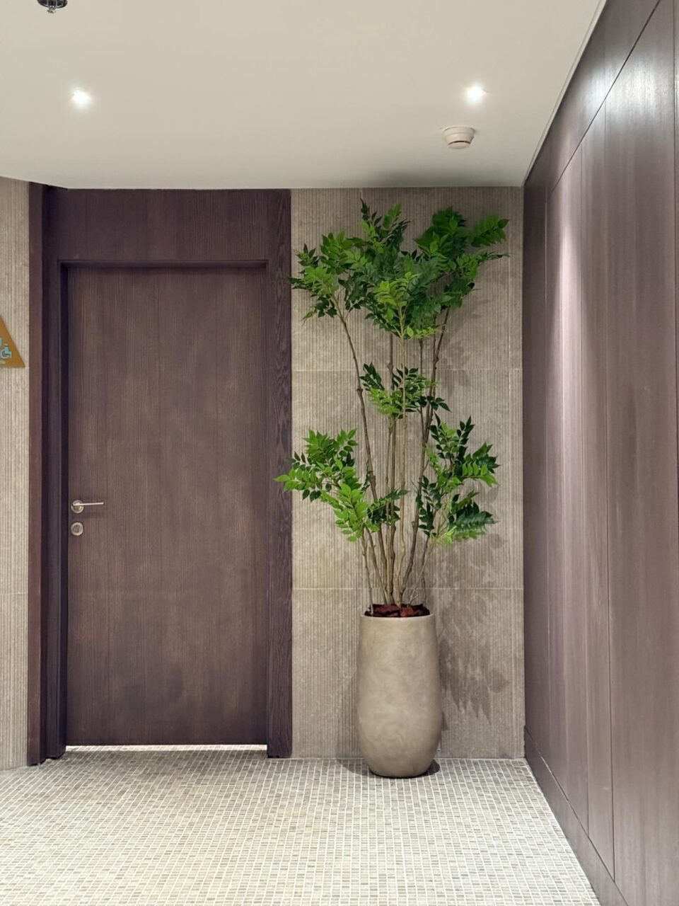 SENSE 60 | שרך מלאכותי ענק