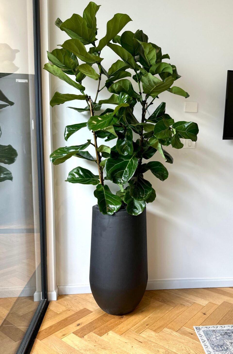 כד בטון 80 סמ SENSE בשילוב פיקוס כינורי טבעי גדול