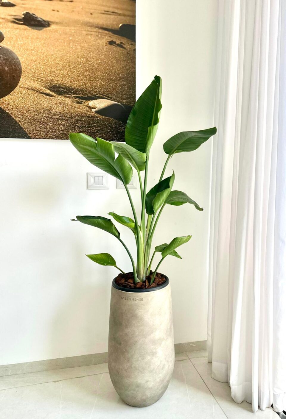 SENSE 60 | בשילוב ציפור גן עדן טבעית