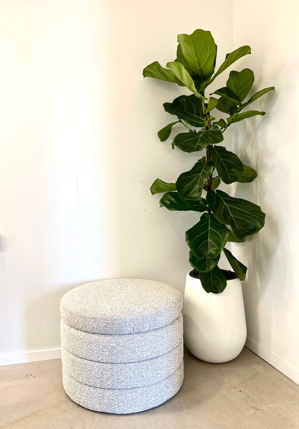 כד בטון 45 סמ SENSE בשילוב פיקוס כינורי טבעי