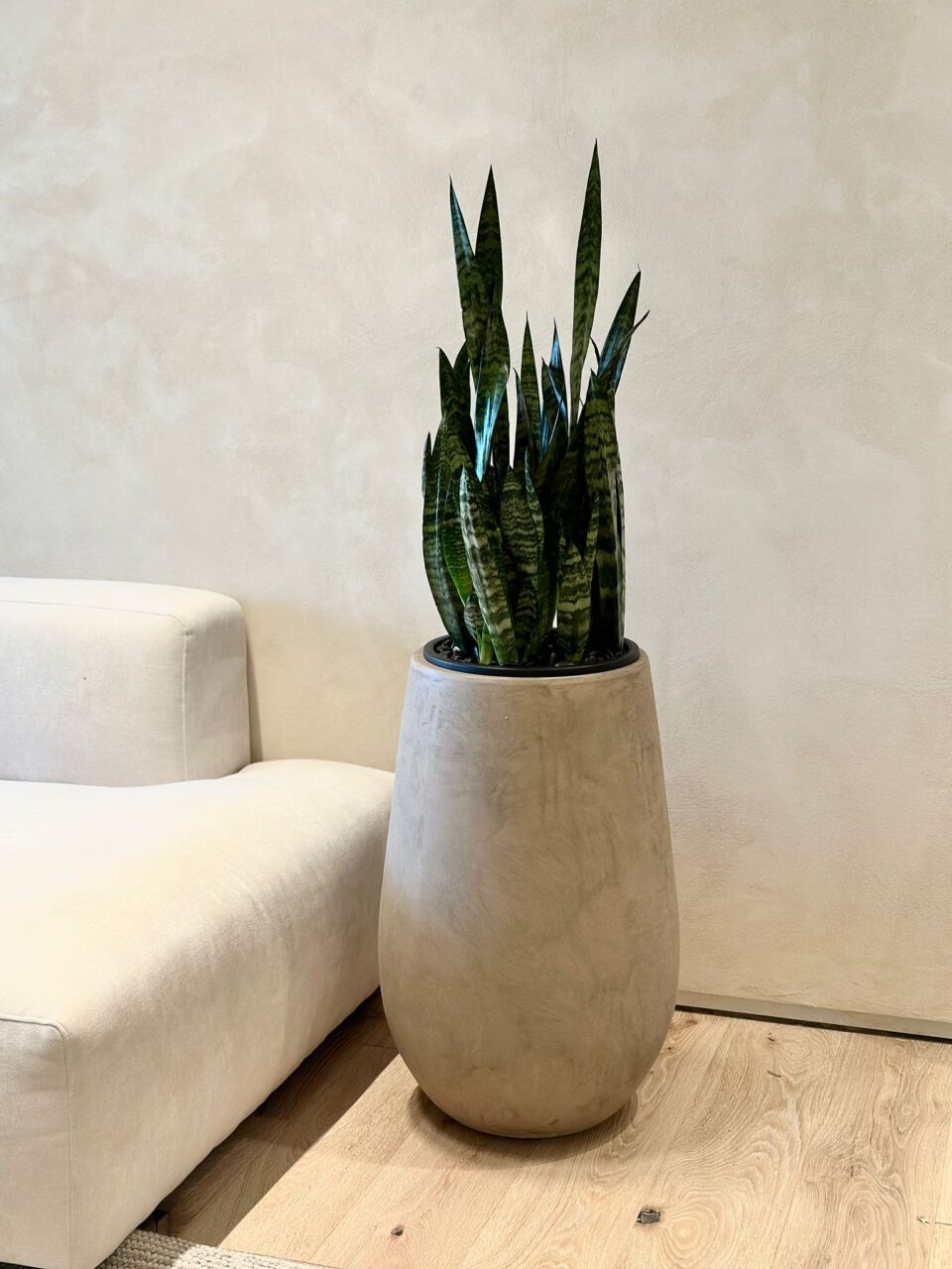 SENSE 70 | סנסיווריה ירוקה טבעית