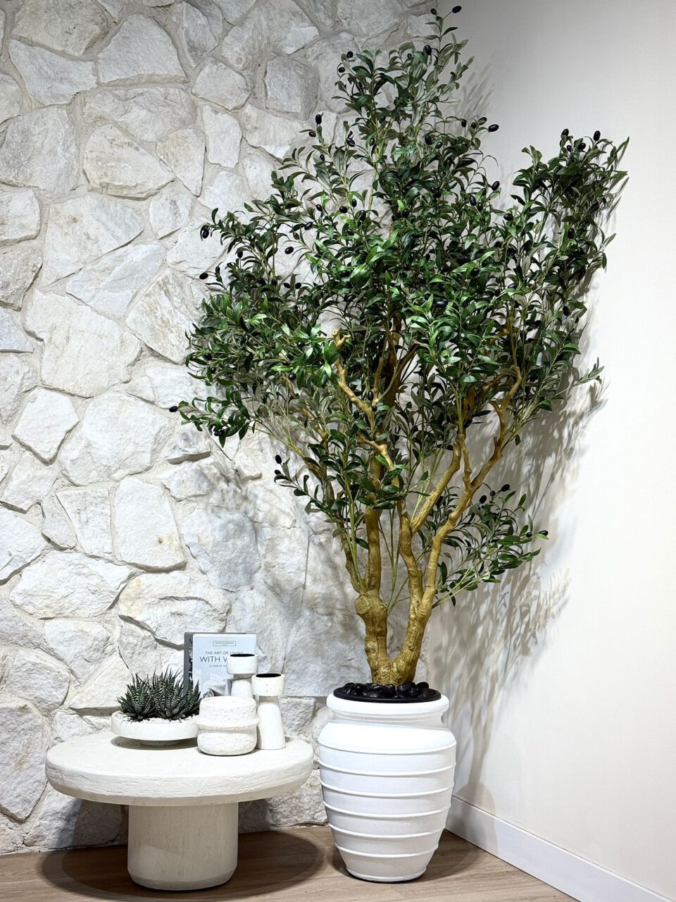 Oasis | עץ זית עצום