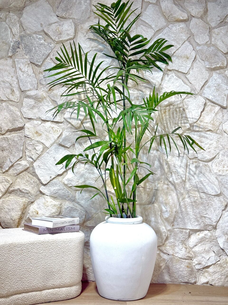 MILOS | דקל שיפריצי