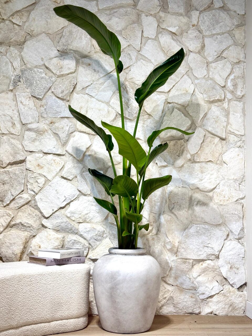 MILOS | ציפור גן עדן