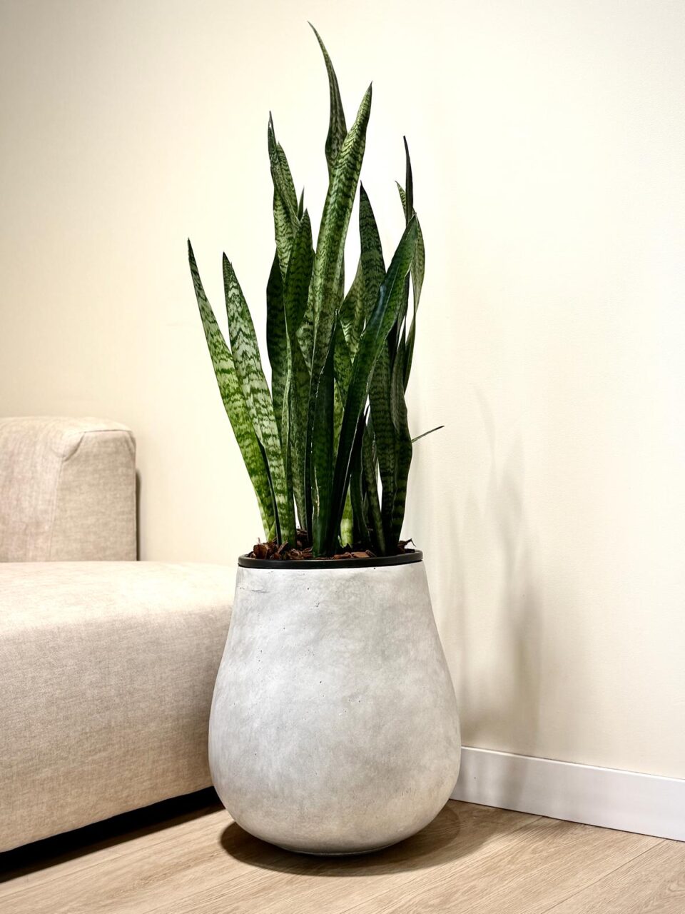 NOVO | סנסיווריה ירוקה טבעית