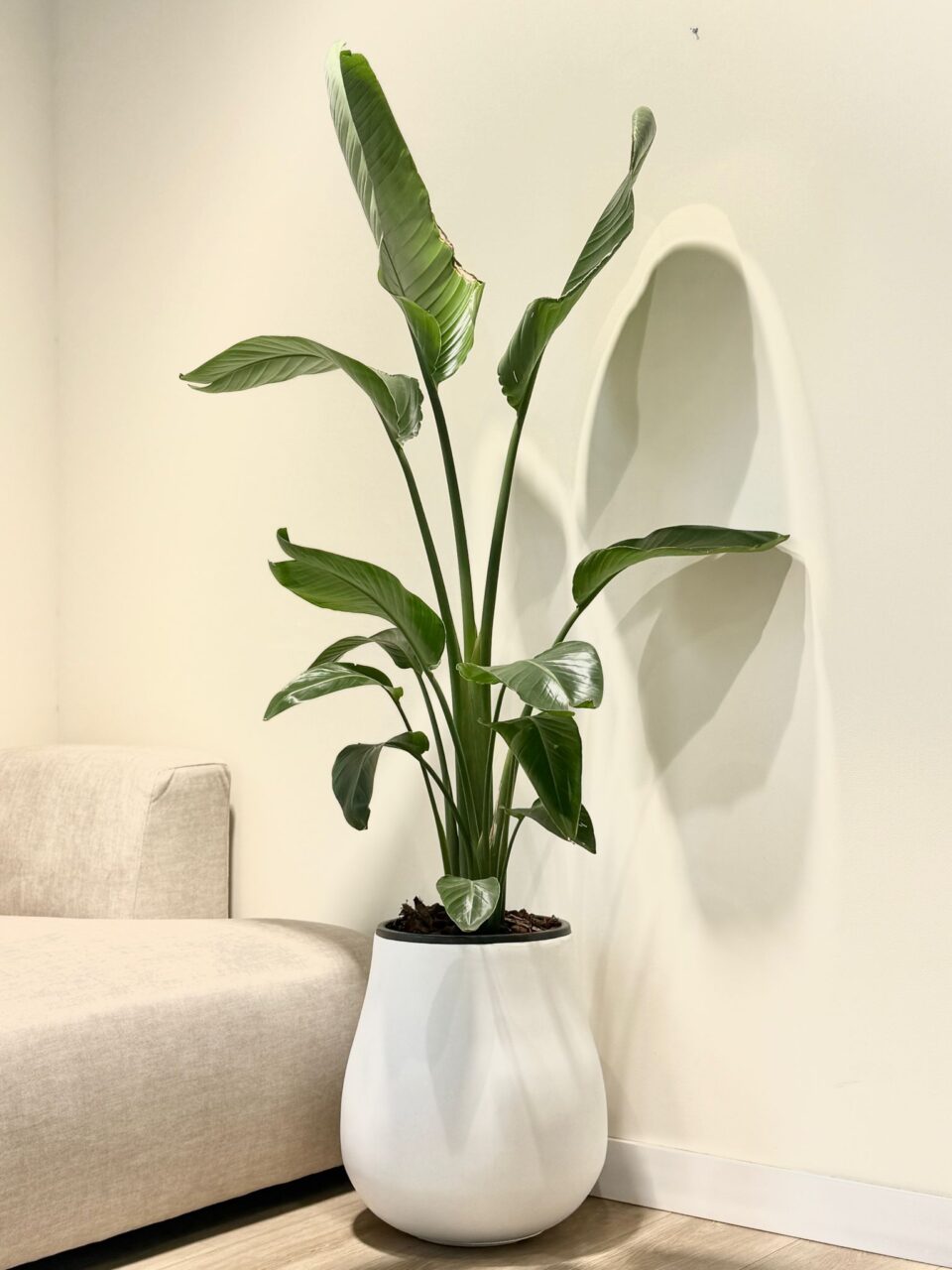 NOVO | ציפור גן עדן טבעית