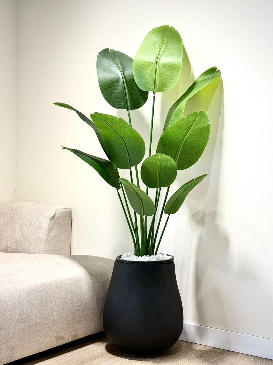 עציץ ציפור גן עדן