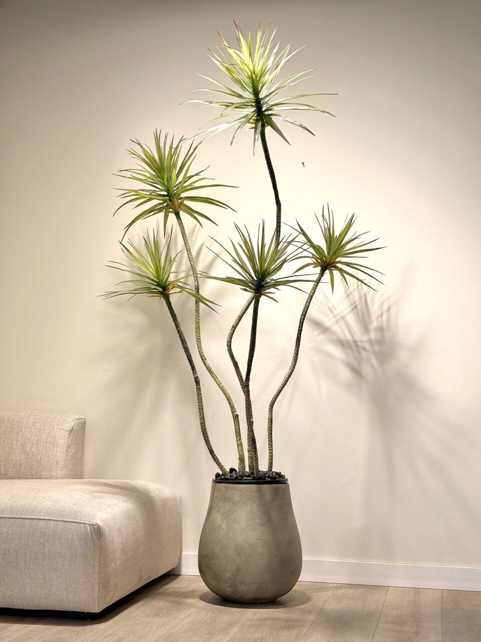 NOVO | דרצנה חמישייה מלאכותית