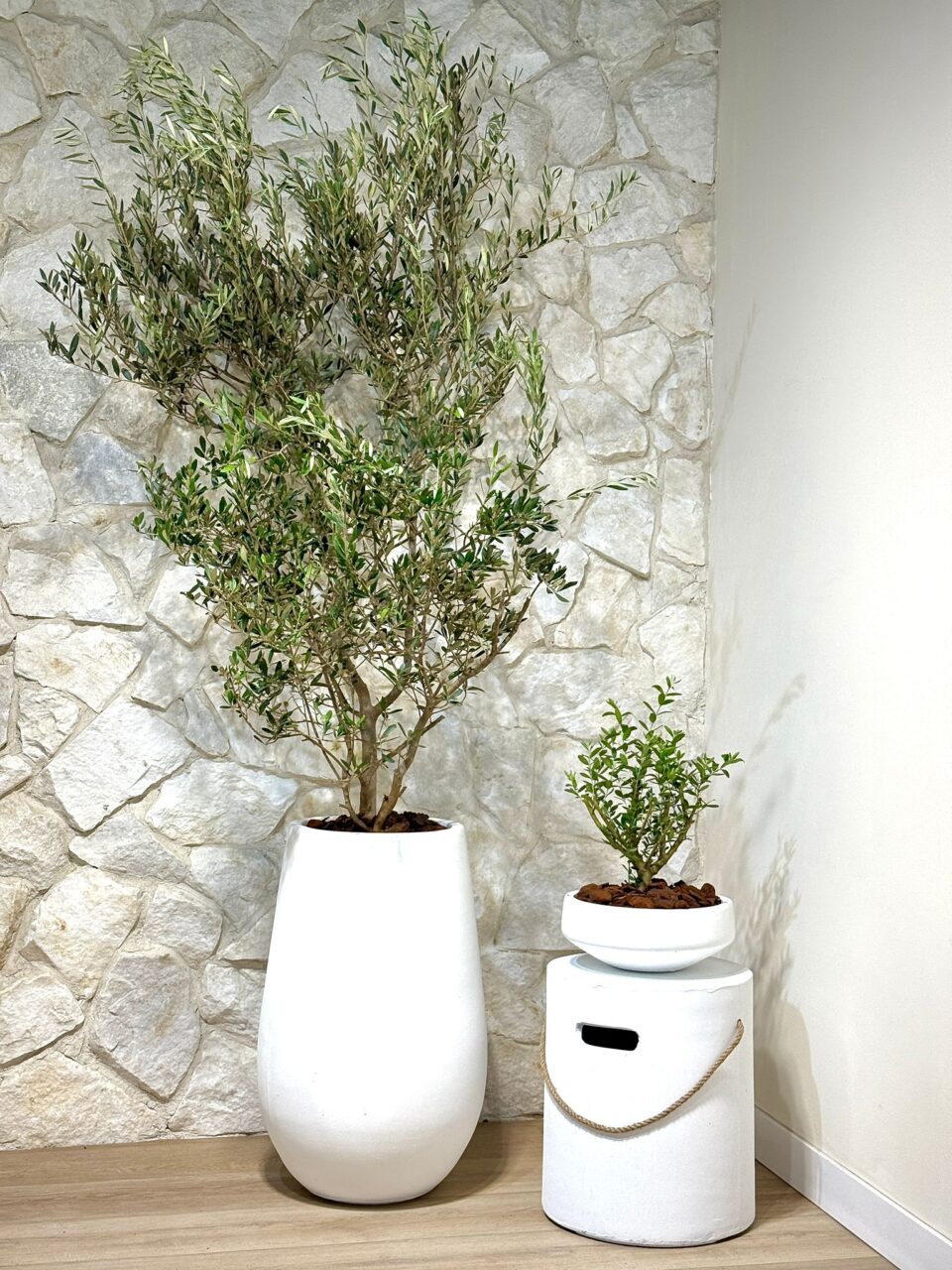 SENSE 70 | זית אירופאי טבעי