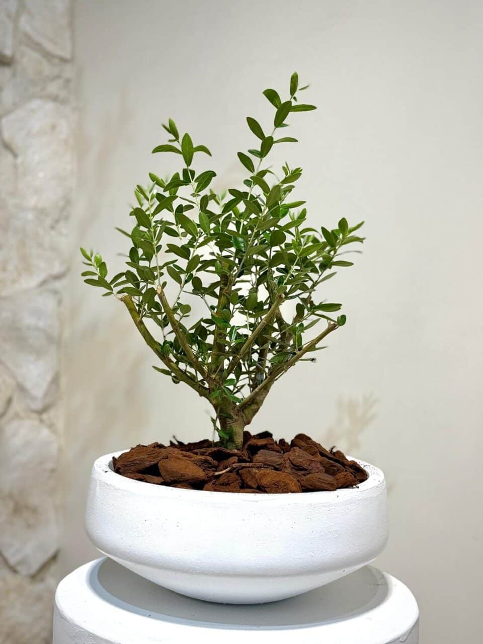 MIA | זית טבעי