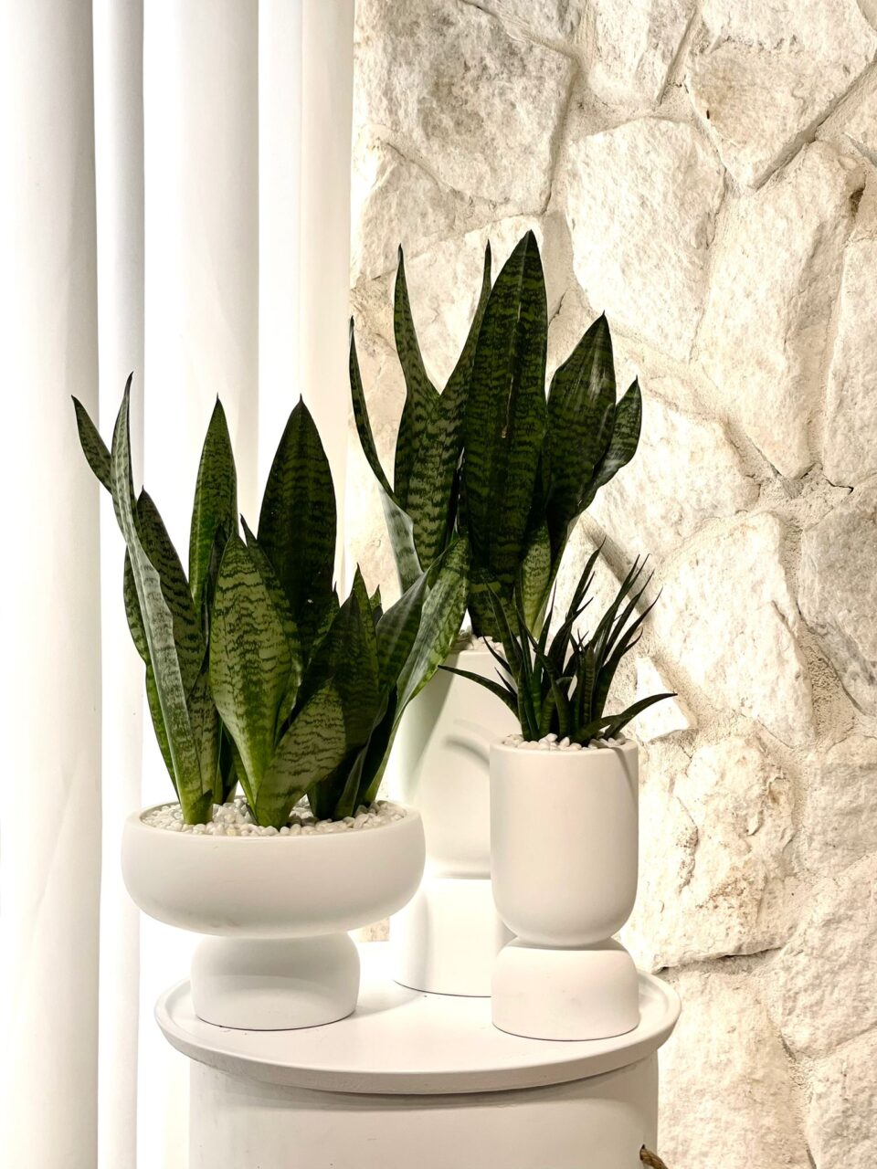 Triple Raphael | sansiveria