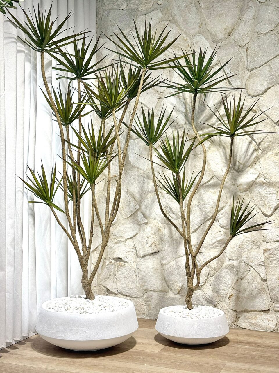 KIM | דרצנה מלאכותית