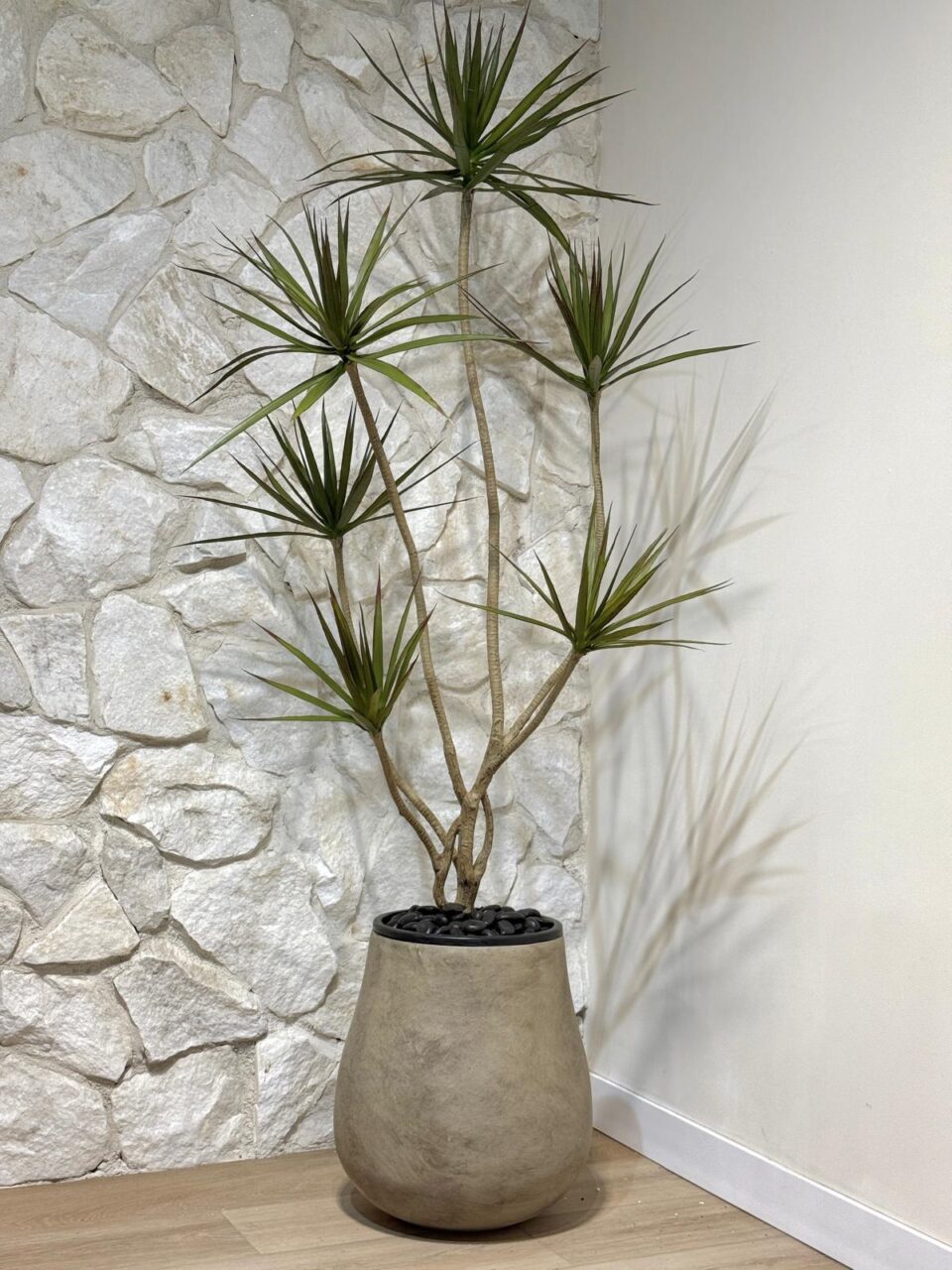 NOVO | דרצנה מלאכותית גדולה