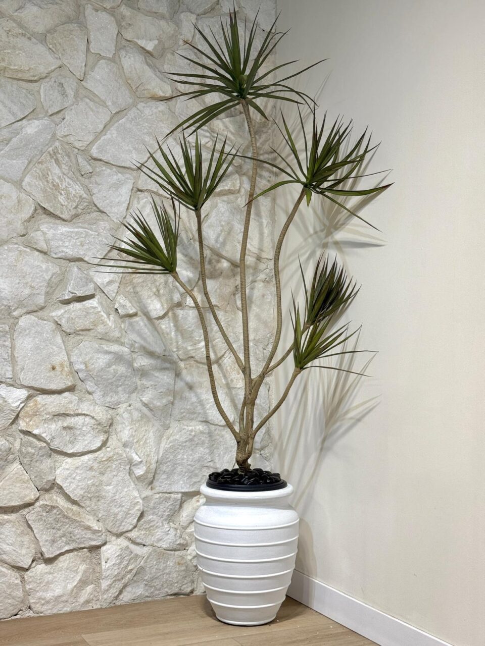 OASIS | דרצנה מלאכותית גדולה