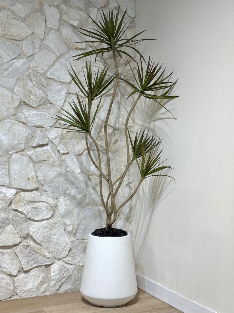 AVANI | דרצנה מלאכותית גדולה