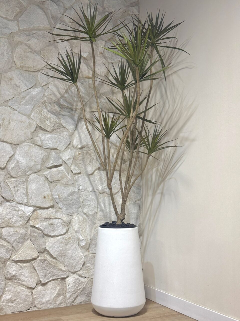 דרצנה מרגינטה