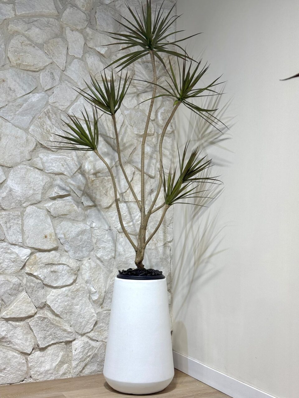 AVANI | דרצנה מלאכותית גדולה