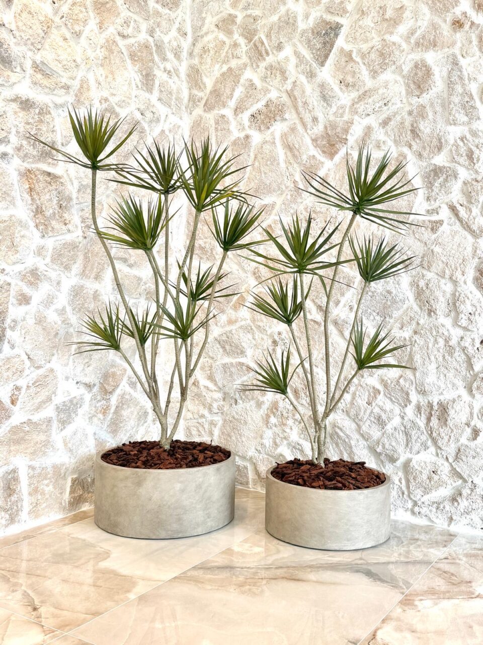 Cylinder | דרצנה מלאכותית