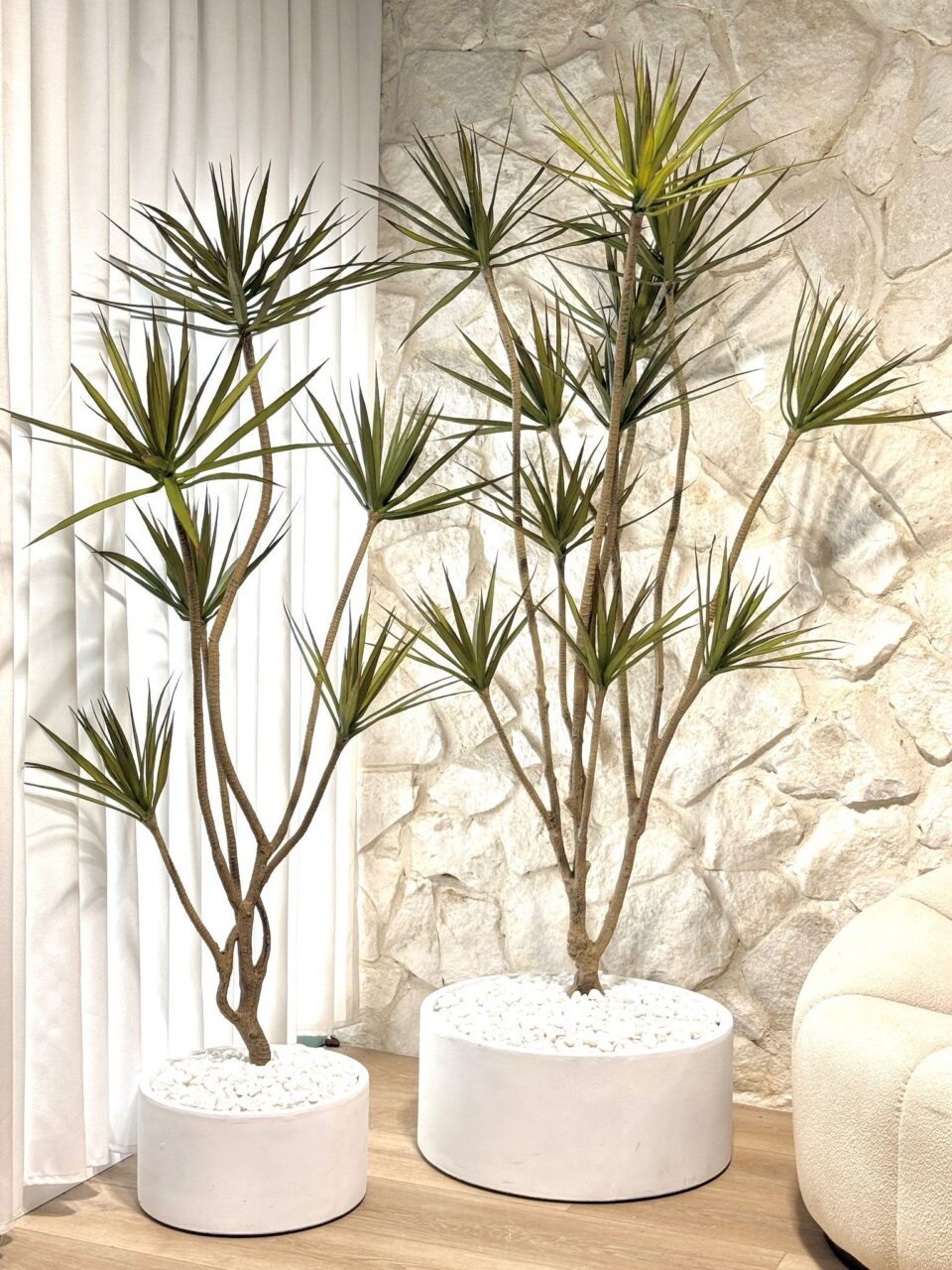 Cylinder | דרצנה מלאכותית