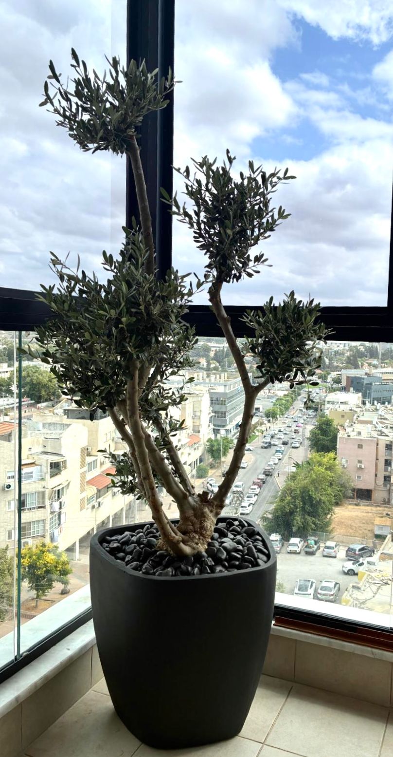 Ergon | עץ זית טבעי מעוצב פונפונים