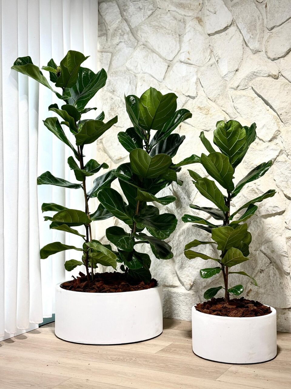 Cylinder Bowl | פיקוס כינורי