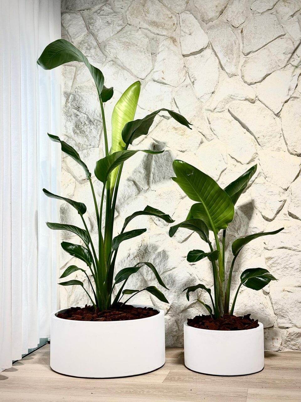 Cylinder Bowl | ציפור גן עדן טבעית