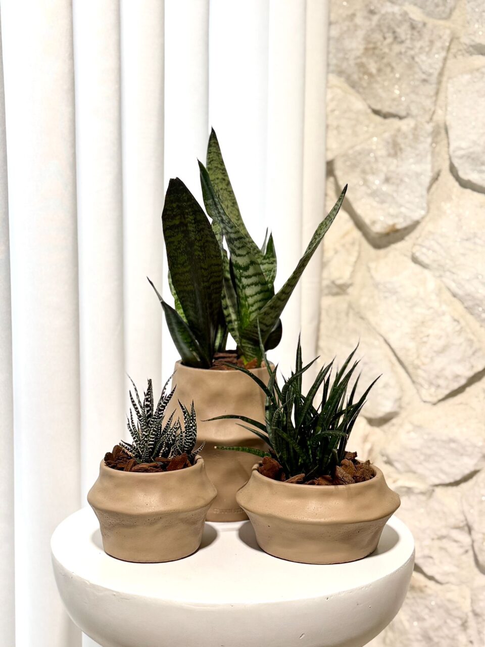 CABANA | sansiveria & succolent