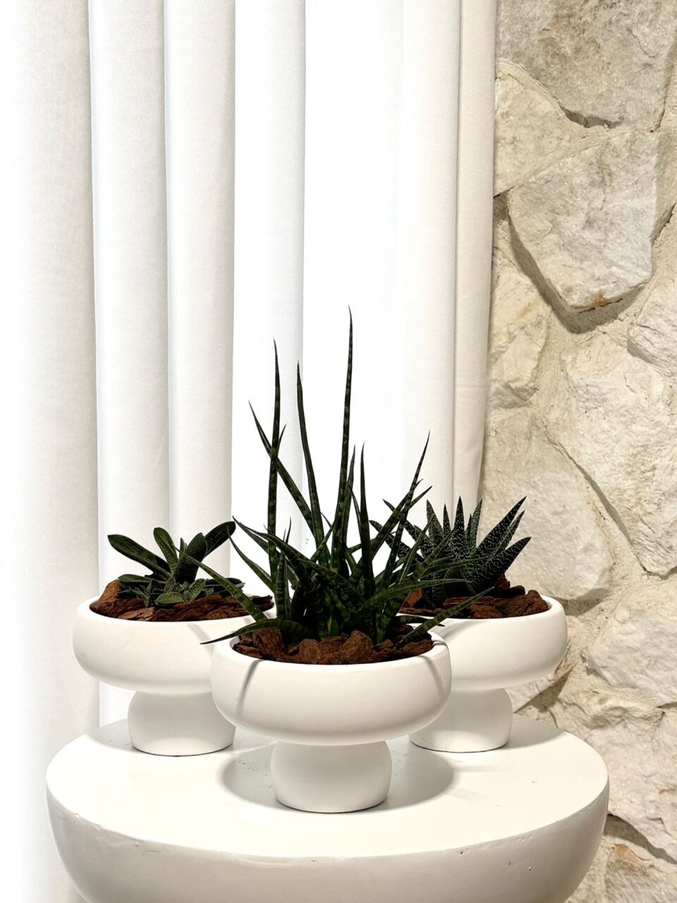 Rei triple | סוקולנטים