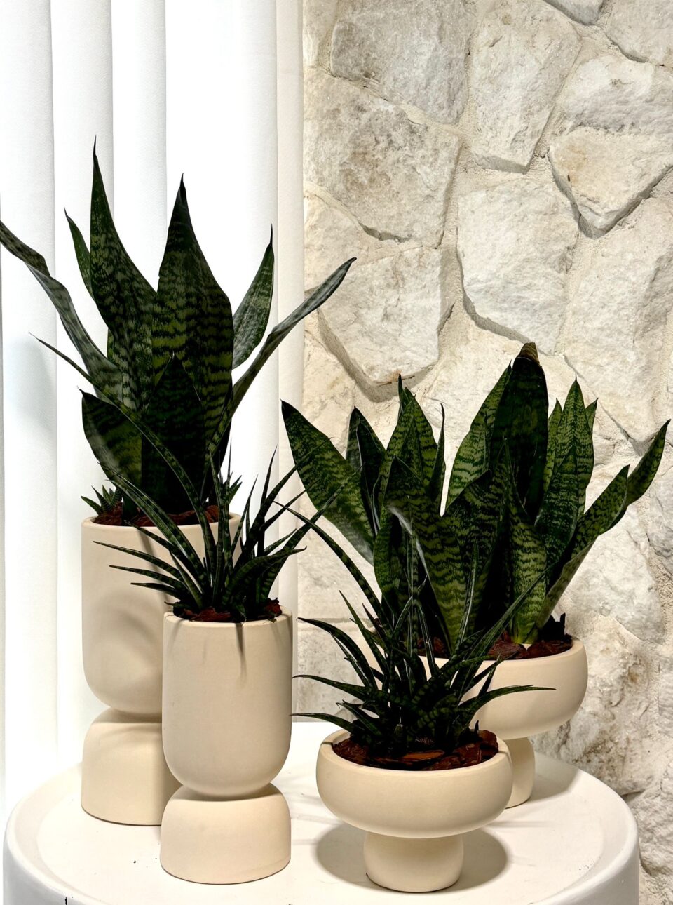 Rei & Raphael | sansiveria