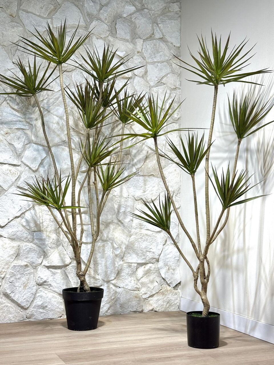 דרצנה מלאכותית