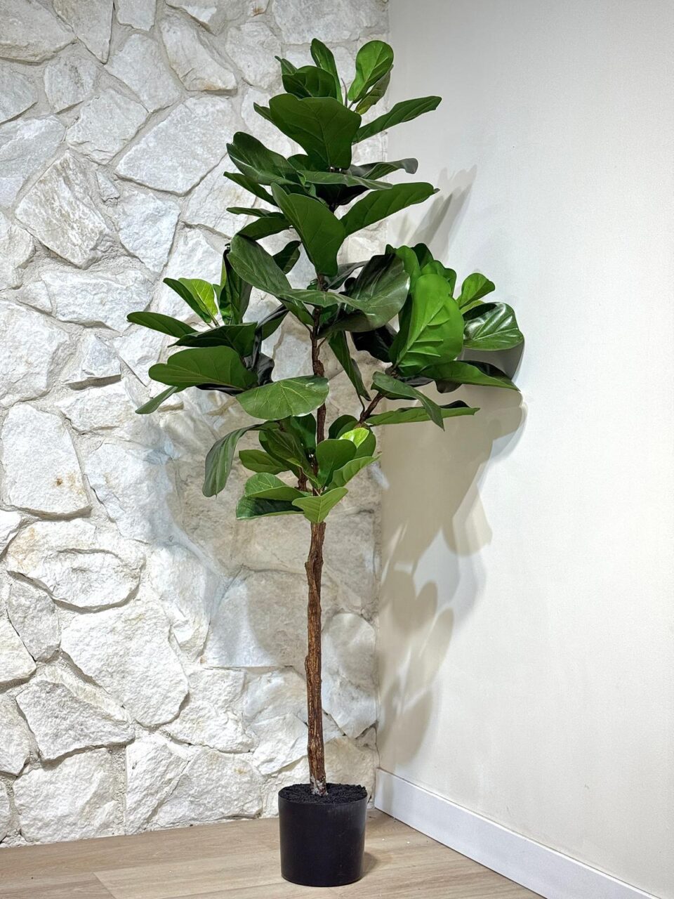 פיקוס מלאכותי