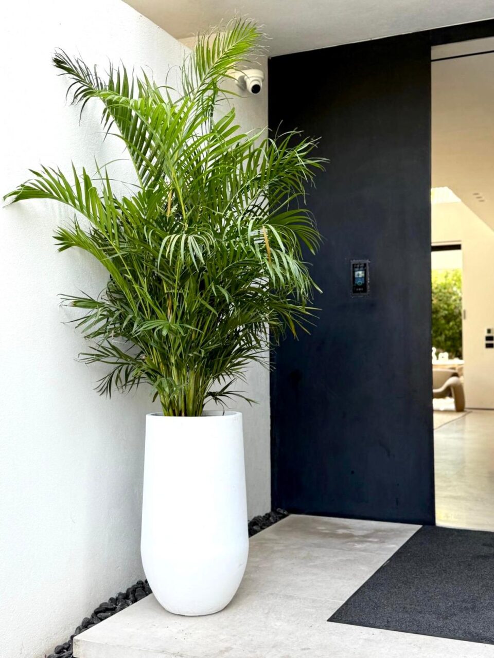 SENSE 80 | דקל אריקה טבעי