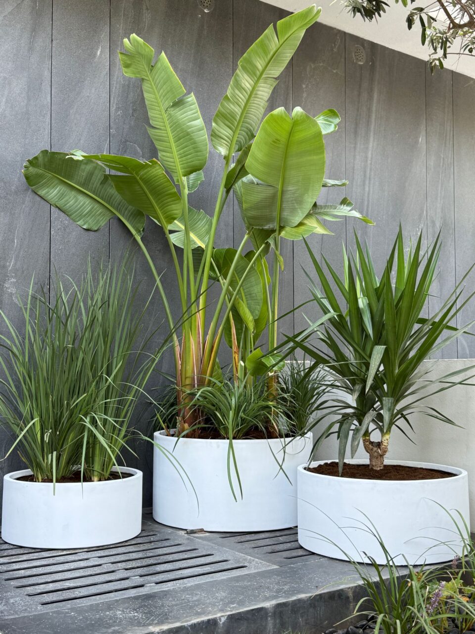 Cylinder bowl | ציפור גן עדן טבעית / יוקה טבעית / עשבוני