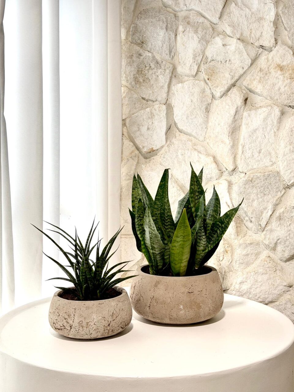 RIO SET | mix sansiveria