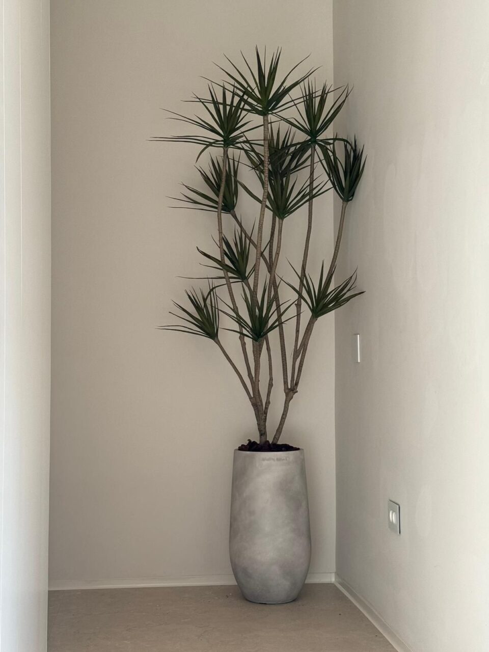 SENSE 60 | דרצנה מלאכותית ענקית