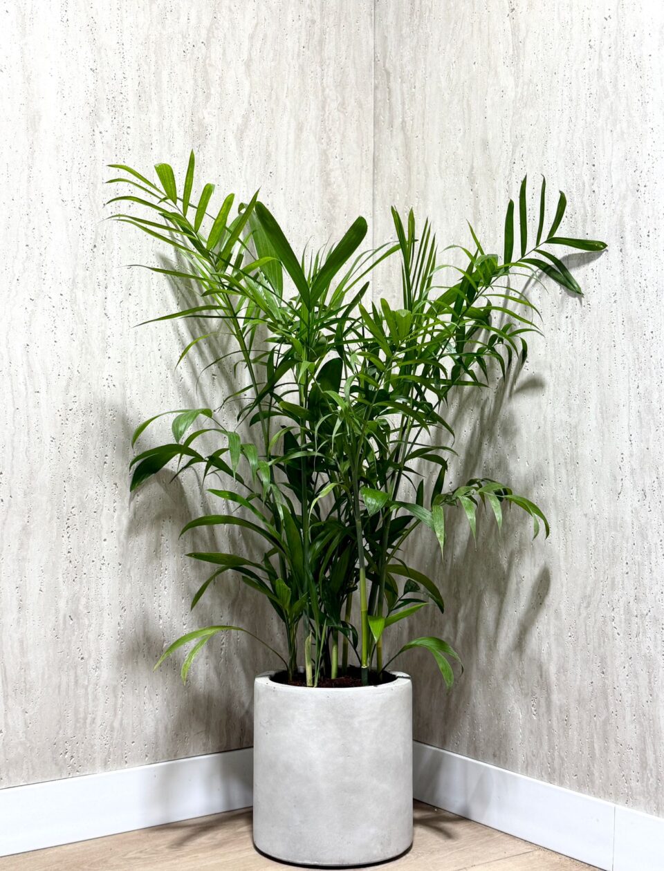 Cylinder | דקל שיפריצי טבעי