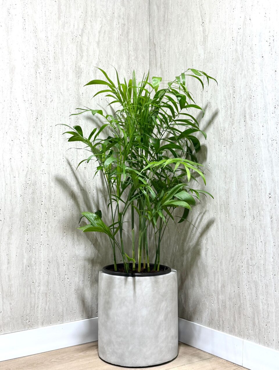 30 Cylinder | דקל שיפריצי טבעי