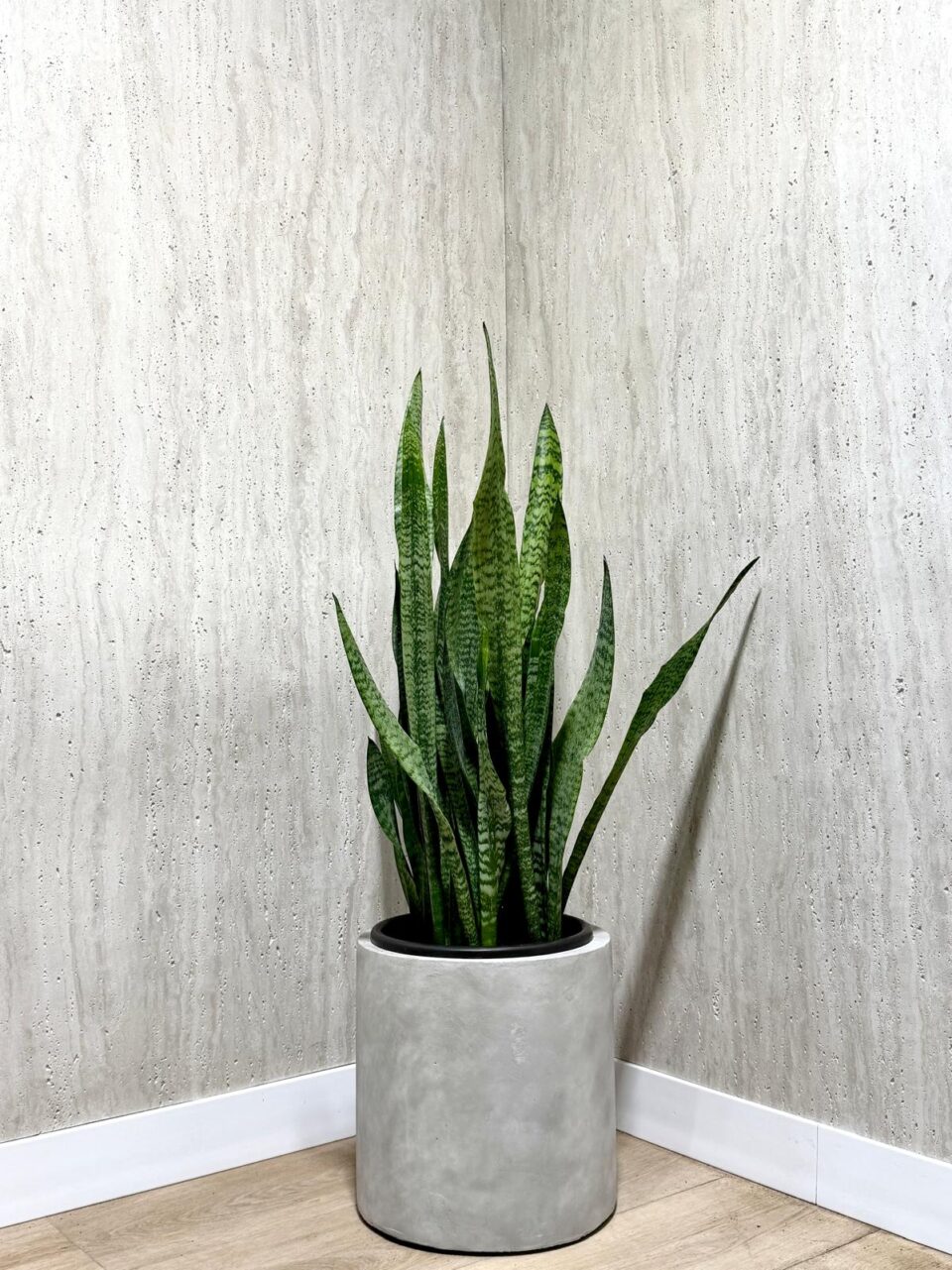 30 Cylinder | סנסיווריה ירוקה טבעית