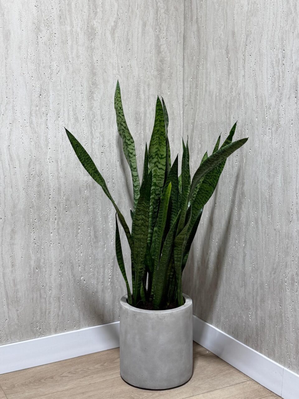 Cylinder | סנסיווריה ירוקה טבעית