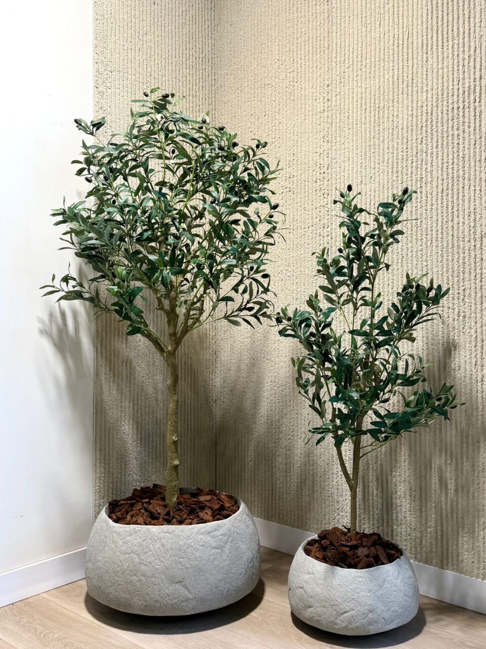 Reef | Olive Tree