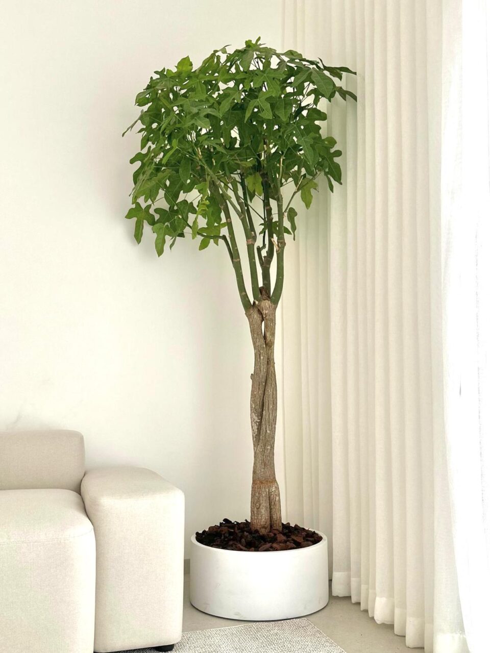 60 Cylinder | עץ אהבה ענק