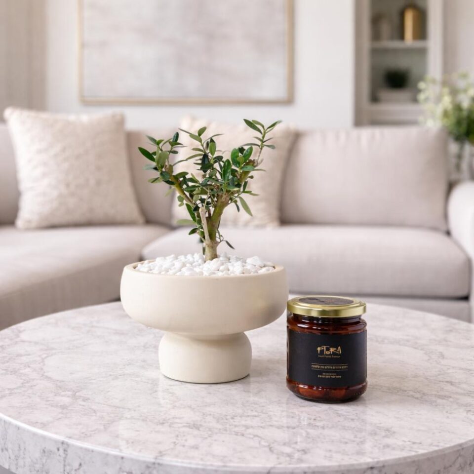 Rei M | Olive Tree & Olives