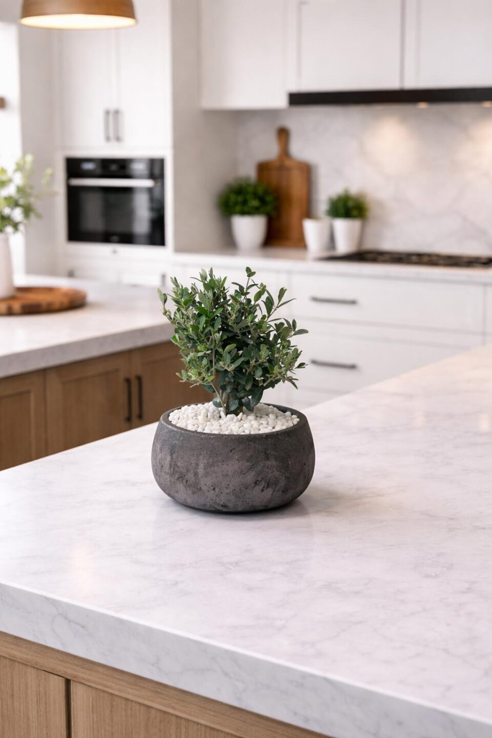 Rio | Olive Tree
