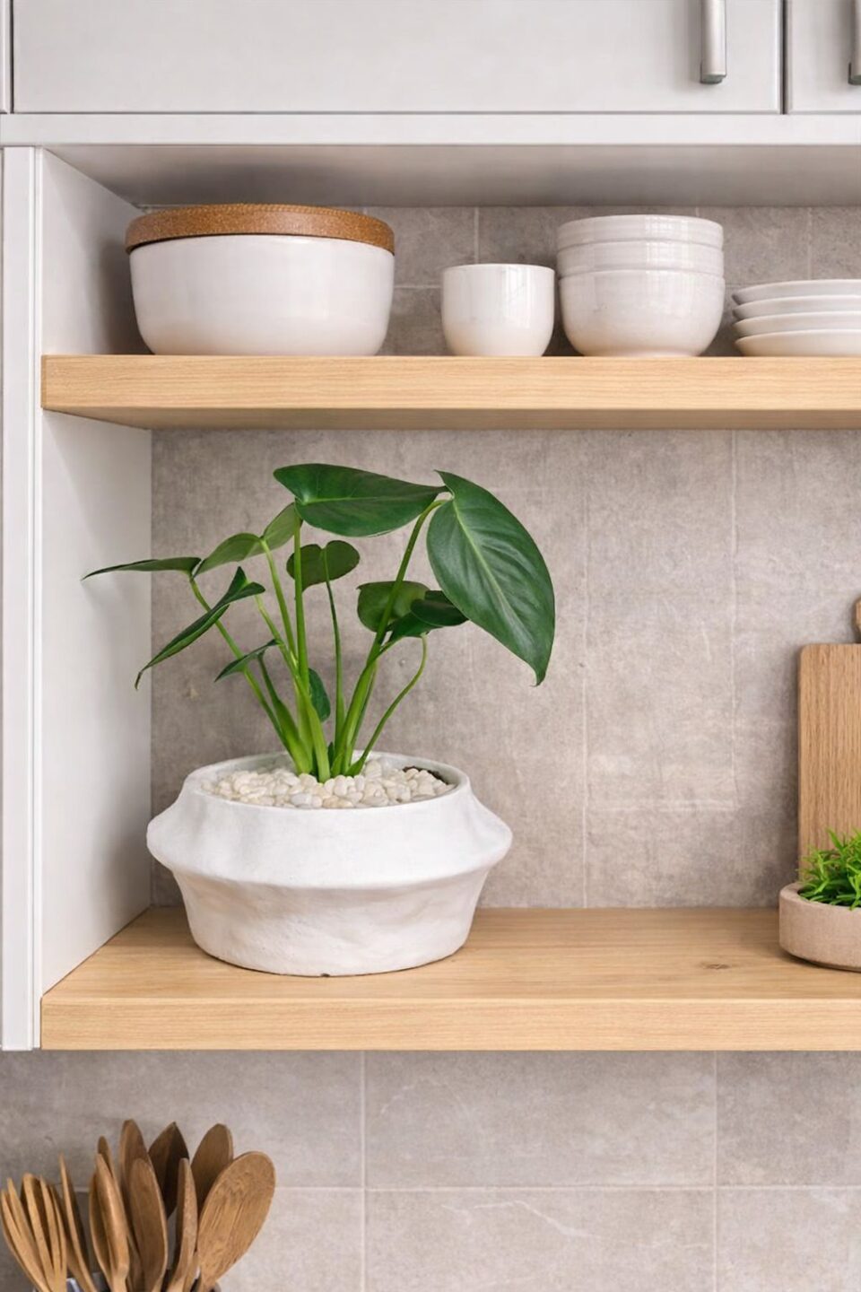 CABANA | מונסטרה