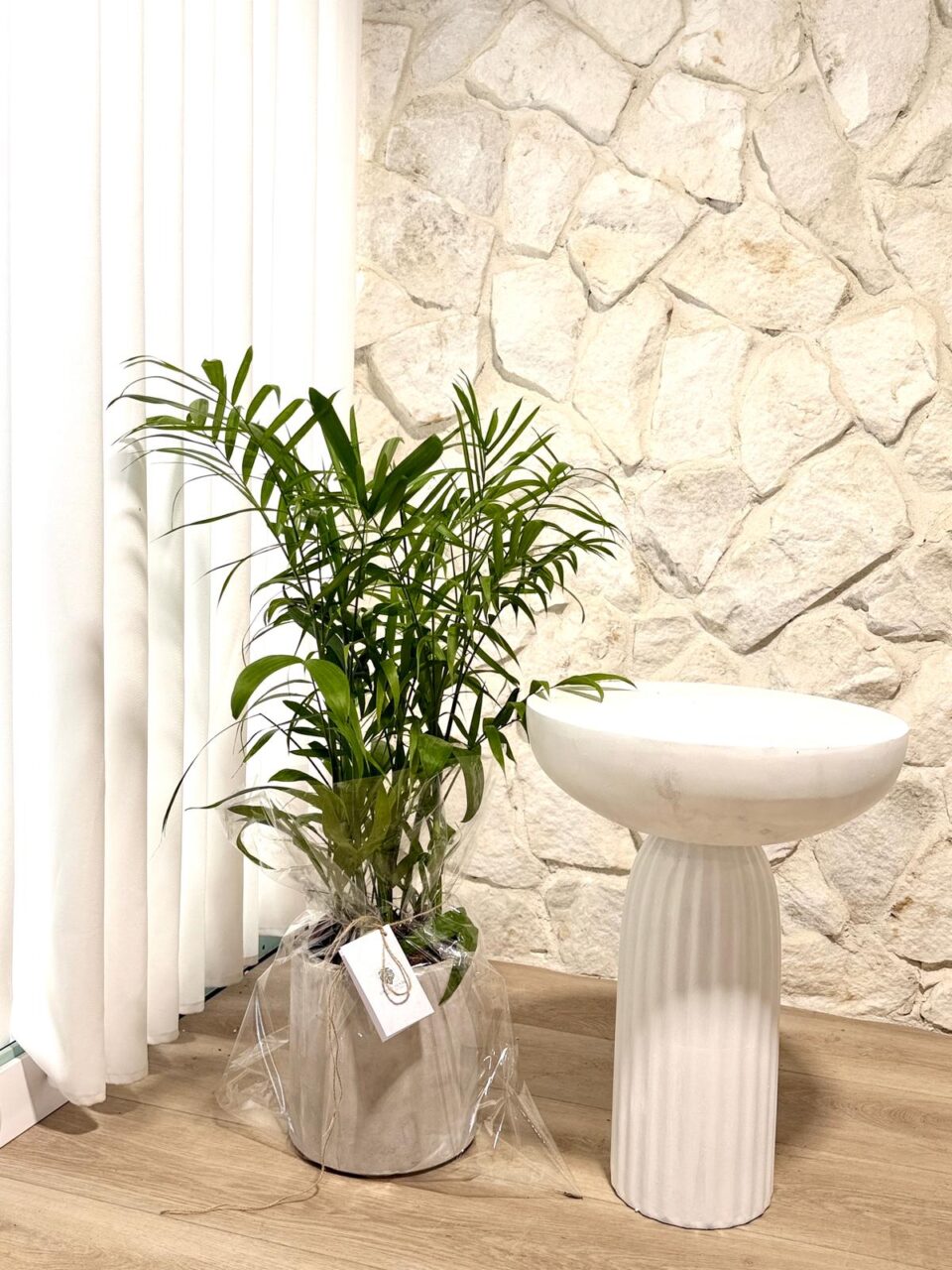 Cylinder holiday gift | דקל שיפריצי טבעי