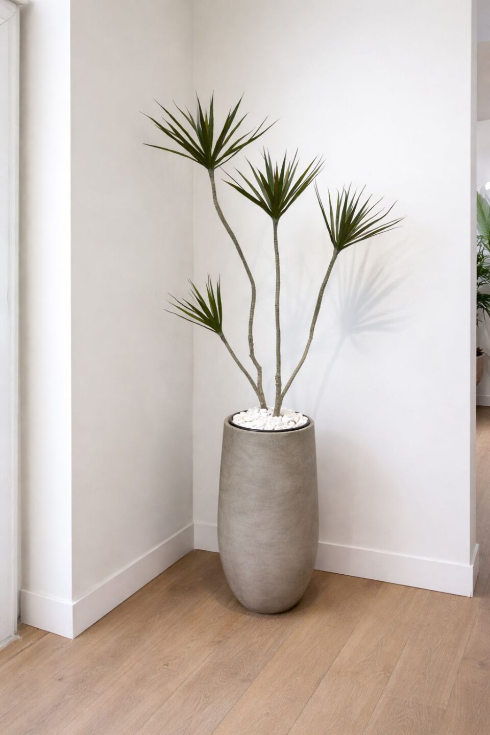 SENSE 60 | דרצנה מלאכותית רביעייה