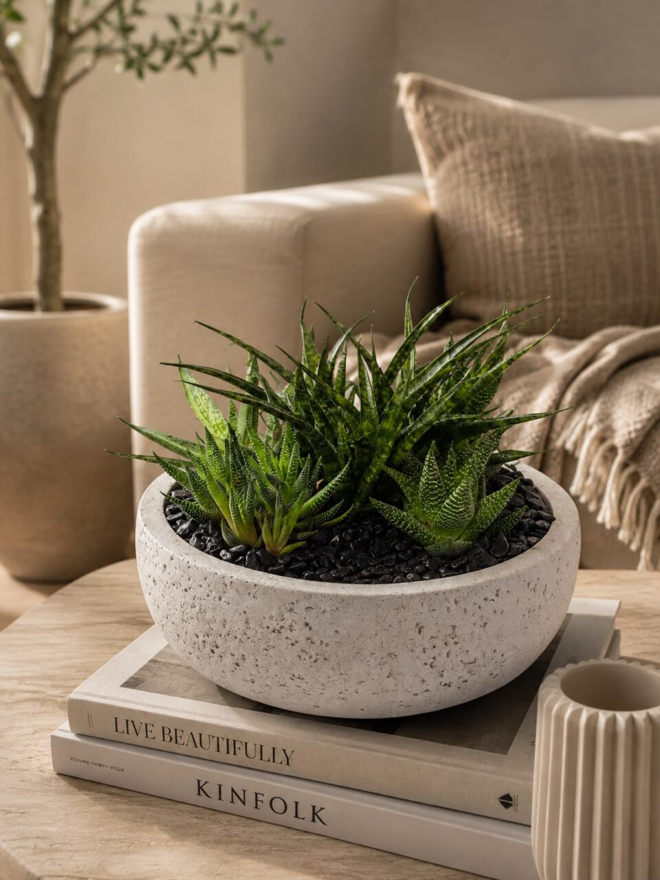 EVE | mix succulents